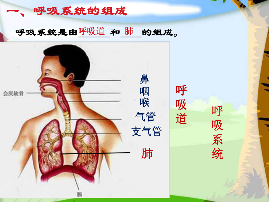 呼吸道对空气的处理优秀课件16人教版.ppt_第3页