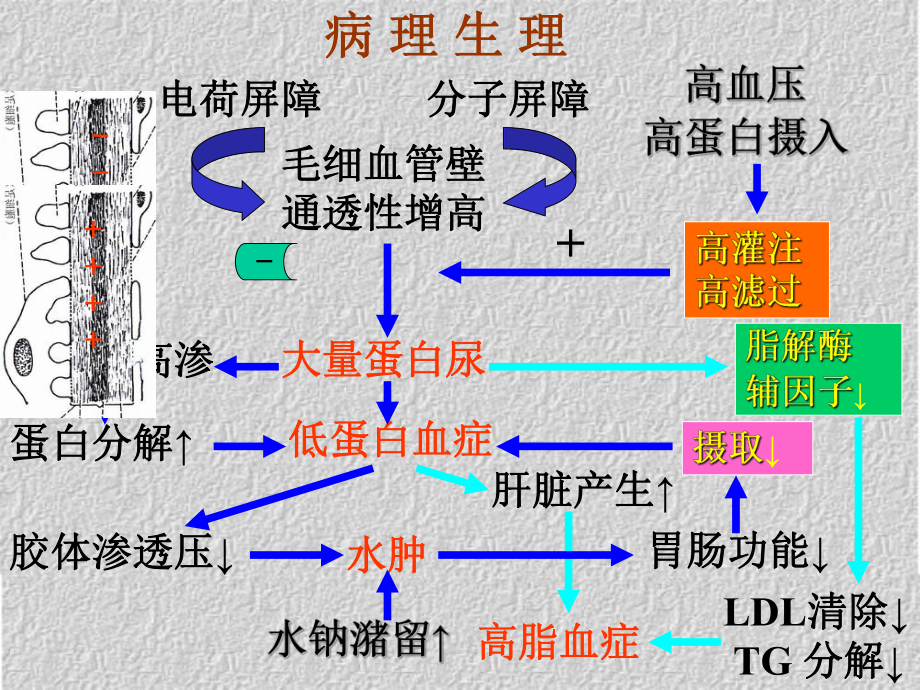 原发性肾病综合征的诊治课件.pptx_第3页