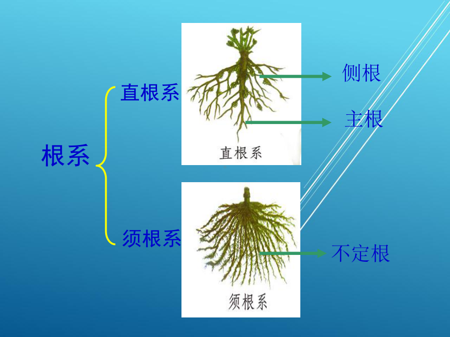 冀教初中生物七上《13第1节在实验室里观察植物》课件2.ppt_第3页