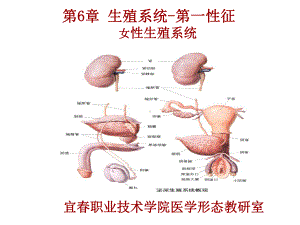 系统解剖学第6章生殖系统女性生殖系统课件.ppt