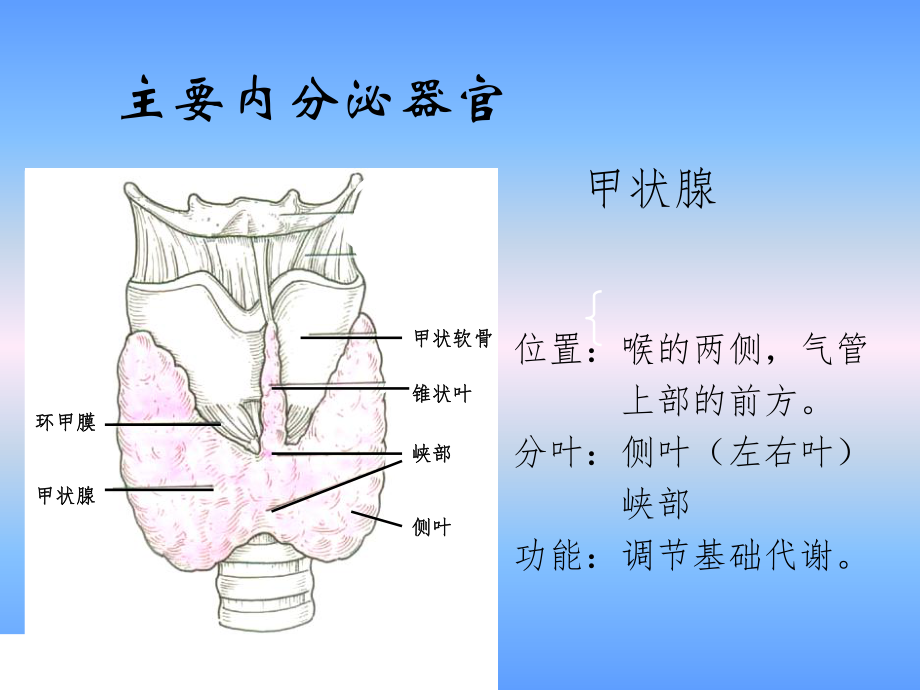 医药学基础内分泌与生殖系统课件.ppt_第3页