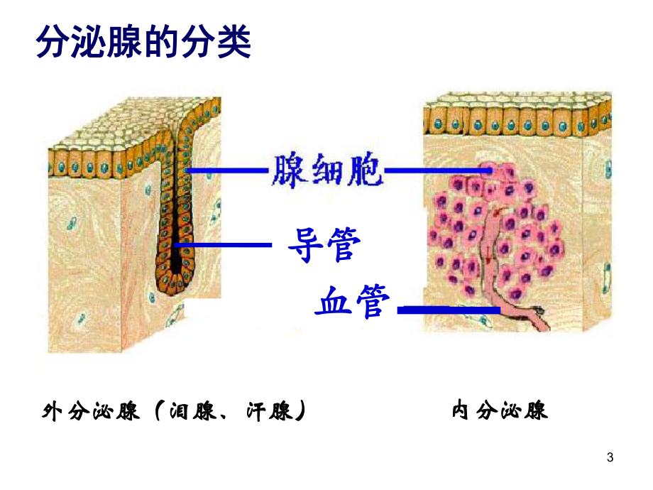 内分泌系统与体液调节(一)课件.ppt_第3页