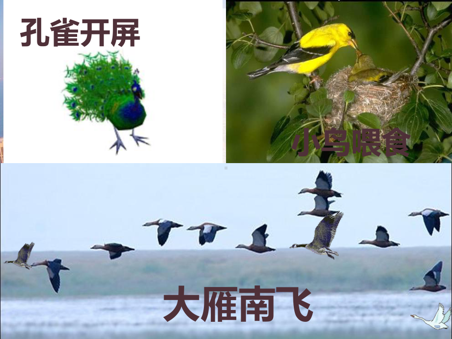 人教版八年级生物上册动物的运动课件讲义.pptx_第2页