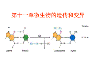 第十一章微生物遗传与变异授课课件.ppt