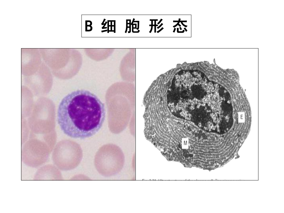 适应性免疫应答B淋巴细胞课件.ppt_第2页