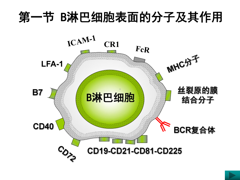 适应性免疫应答B淋巴细胞课件.ppt_第3页