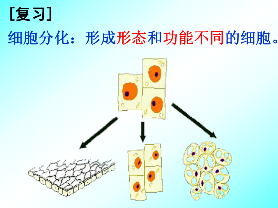 科学课件252上课用.ppt_第2页