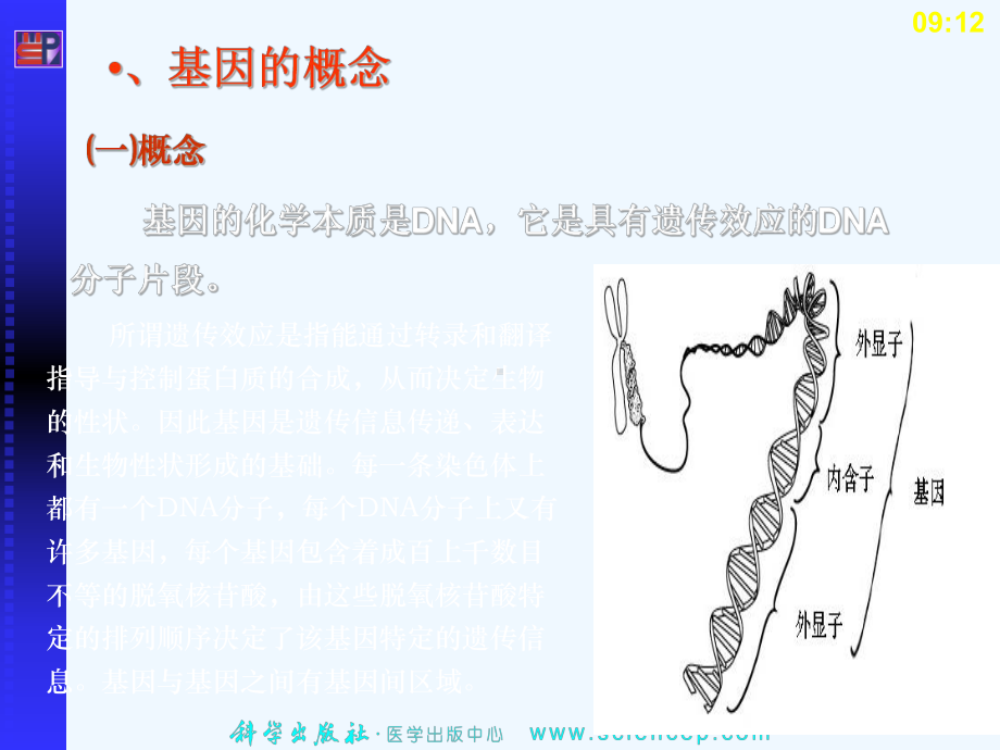 基因的概念和结构课件.ppt_第3页