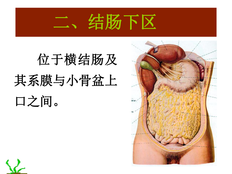 结肠下区 课件讲义.ppt_第2页