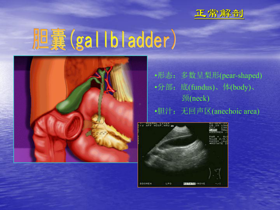 胆系疾病超声诊断课件.ppt_第2页