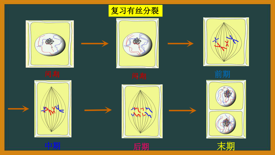 人教版高中生物《减数分裂》课件1.pptx_第3页