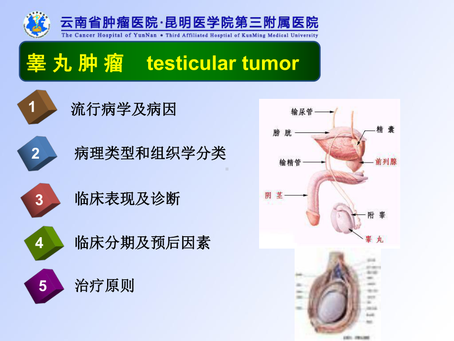 泌尿及男性生殖系统肿瘤课件.ppt_第3页