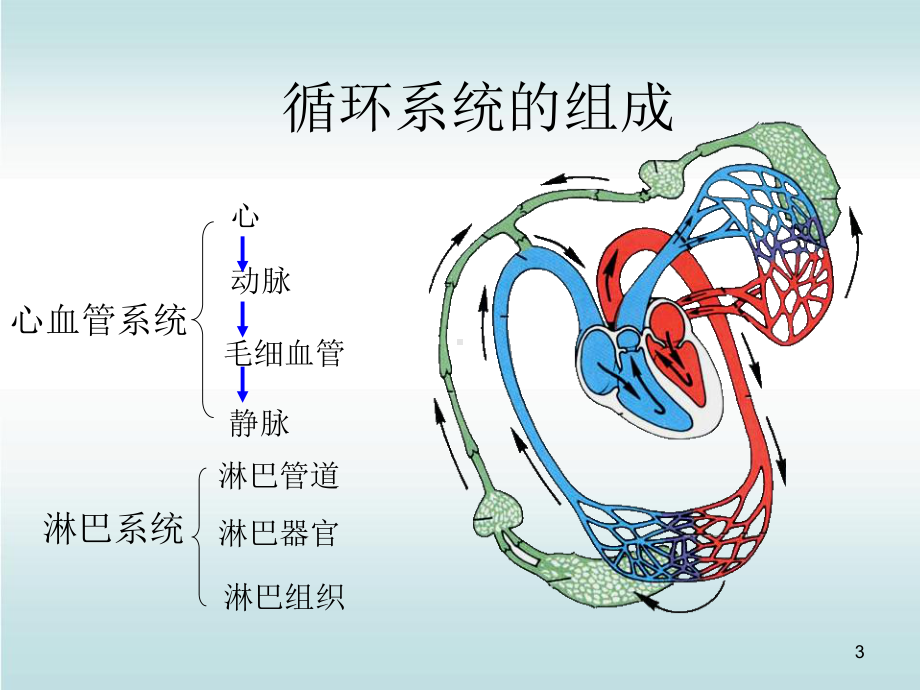 人体解剖生理学-第七章循环系统课件.ppt_第3页