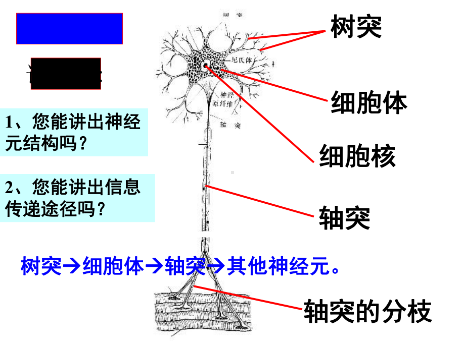 九年级下科学《神经调节》优质课教学1课件.ppt_第2页