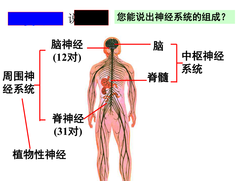 九年级下科学《神经调节》优质课教学1课件.ppt_第3页