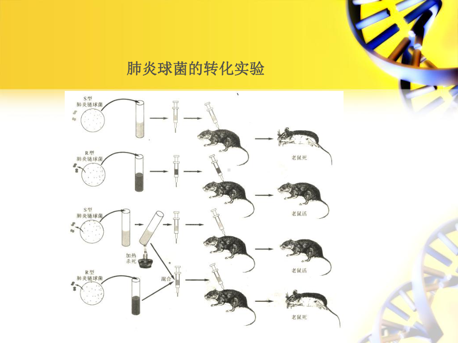 第八章微生物的遗传与变异课件.ppt_第3页