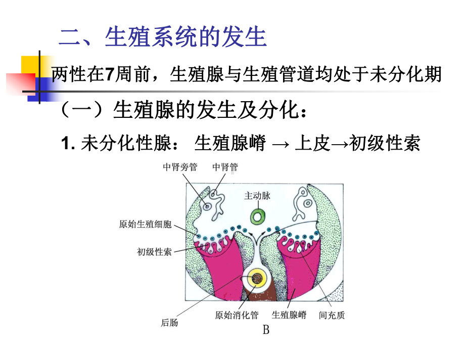 生殖系统的发生课件.ppt_第2页