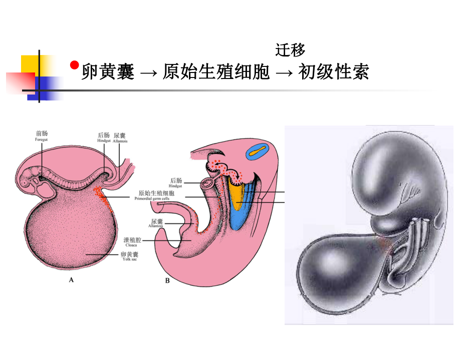 生殖系统的发生课件.ppt_第3页