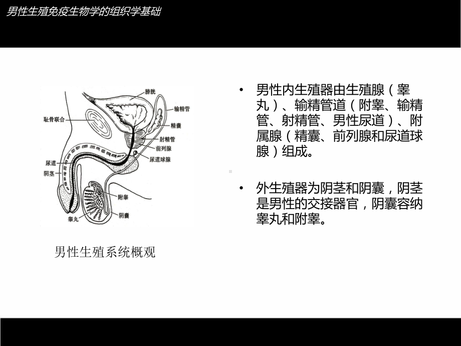 生殖免疫与生殖疾病课件.ppt_第3页