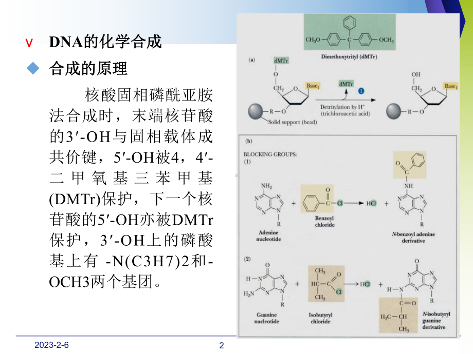 最新DNA体外合成与序列测定课件.ppt_第2页