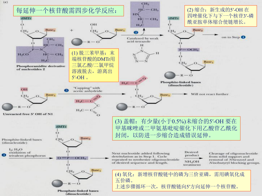 最新DNA体外合成与序列测定课件.ppt_第3页