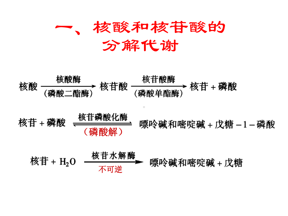 生物化学第章核酸的降解和核苷酸代谢（ X页）课件.ppt_第2页