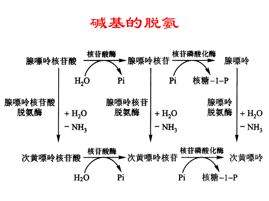 生物化学第章核酸的降解和核苷酸代谢（ X页）课件.ppt_第3页