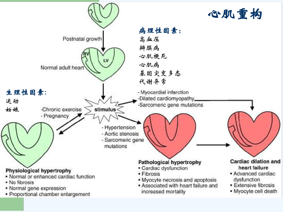 心肌重构机制的研究进展及早期干预研究邹云增教授课件.ppt_第3页