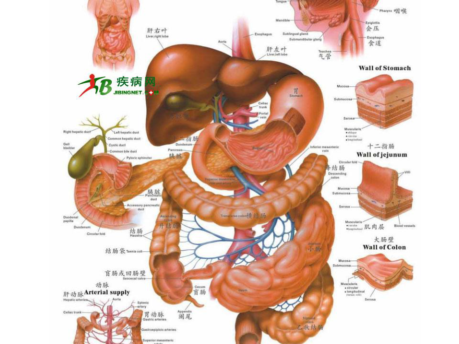 疾病查房胃癌伴转移消化道出血重度贫血冠心心功能IV级慢支伴肺气肿课件.ppt_第3页