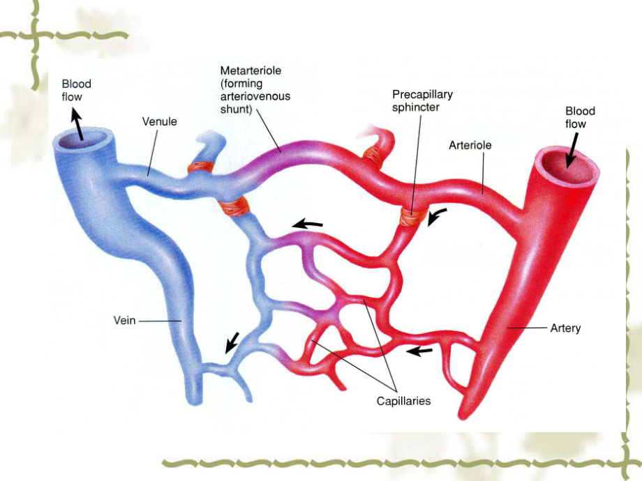 循环生理血管生理课件.ppt_第3页