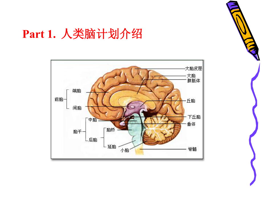 从“人类脑计划”到计算神经科学课件.ppt_第3页