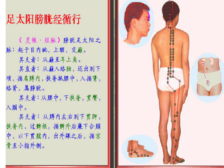 足太阳膀胱经脉循行示图（）课件讲义.ppt_第1页