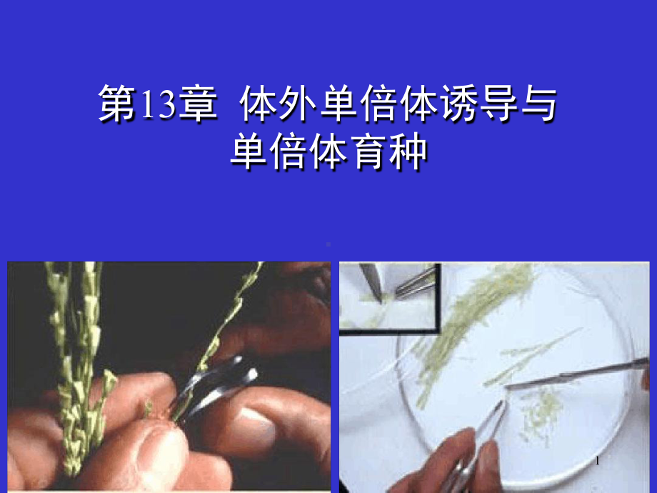 精选体外单倍体诱导与单倍体育种课件.ppt_第1页