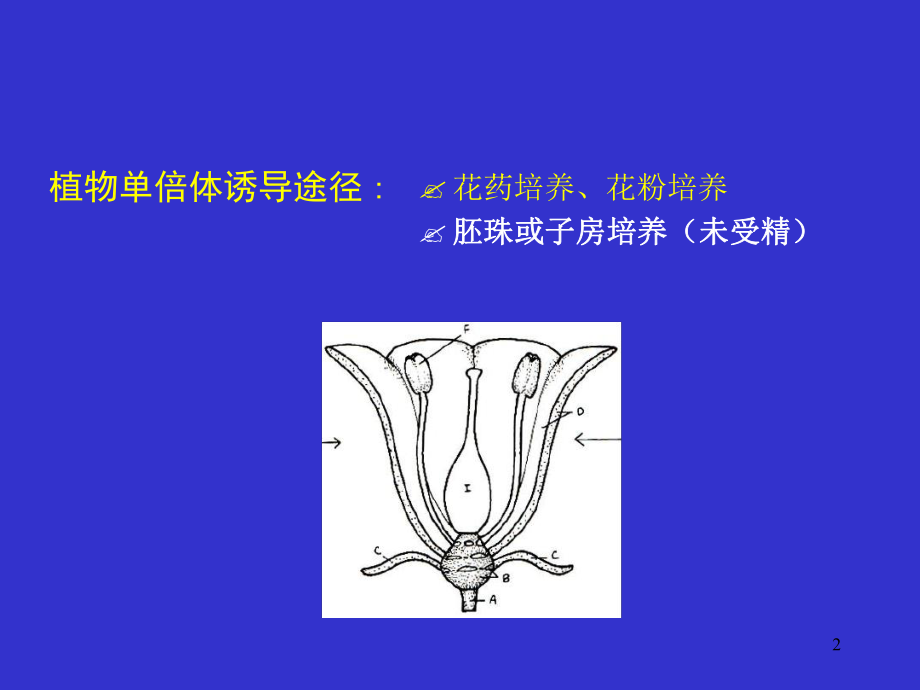 精选体外单倍体诱导与单倍体育种课件.ppt_第2页