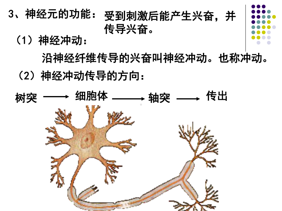 沪科版生命科学高二上52《神经系统中信息的传递和调节》课件.ppt_第3页