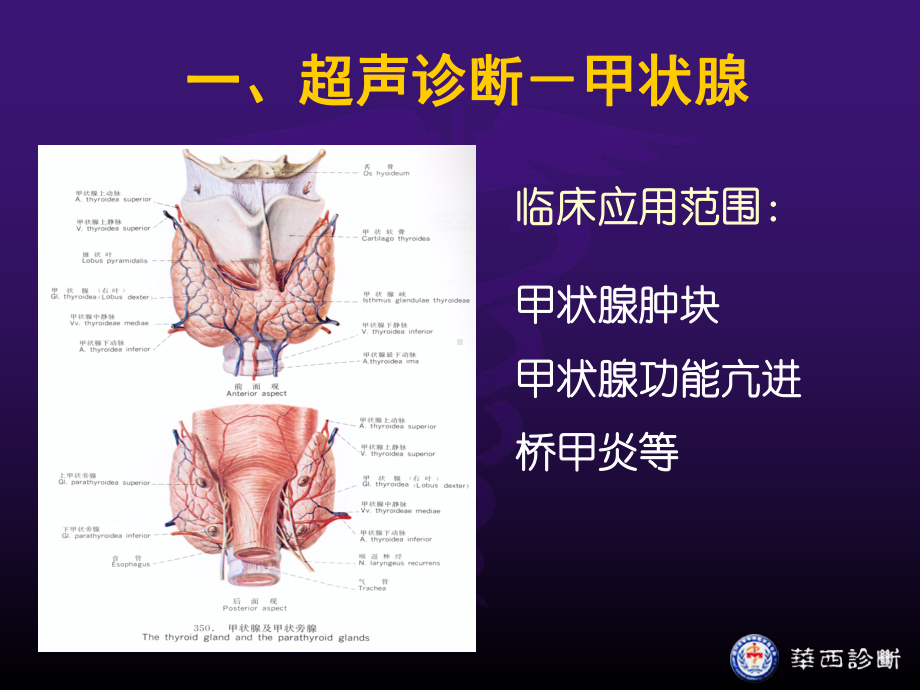 浅表超声诊断课件.ppt_第3页