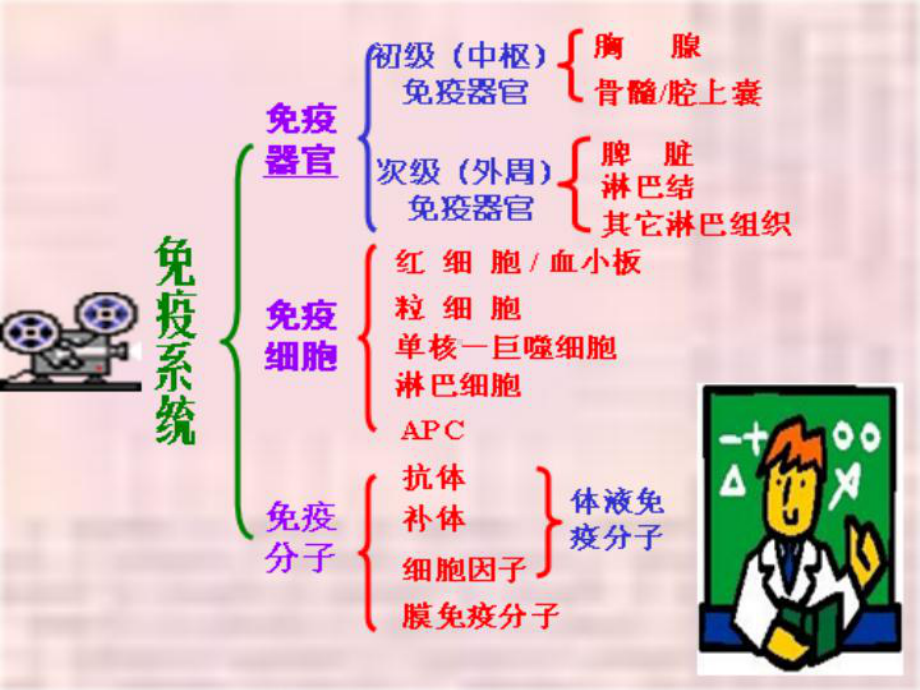 第二章 免疫组织和器官 [课件].ppt_第3页