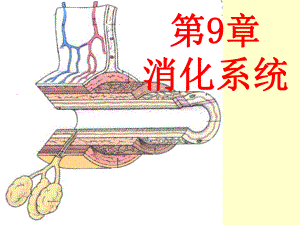 组织学与胚胎学消化管课件讲义.ppt