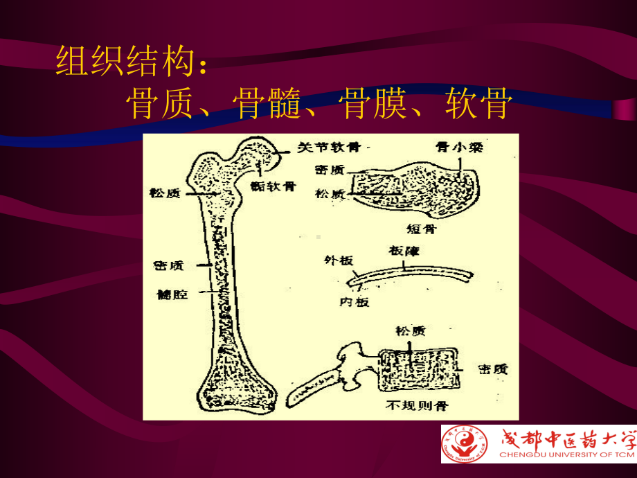 化脓性骨性髓炎1课件.ppt_第3页