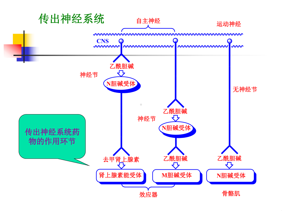 拟胆碱药和抗胆碱药 Cholinergic and Anticholinergic Drugs1课件.ppt_第1页