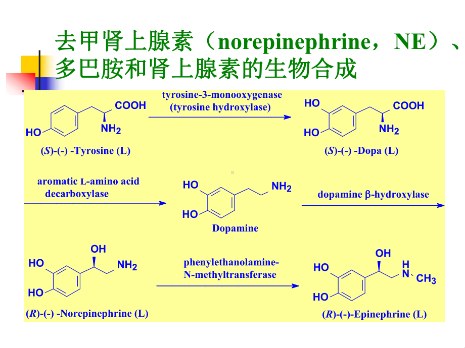 拟胆碱药和抗胆碱药 Cholinergic and Anticholinergic Drugs1课件.ppt_第3页