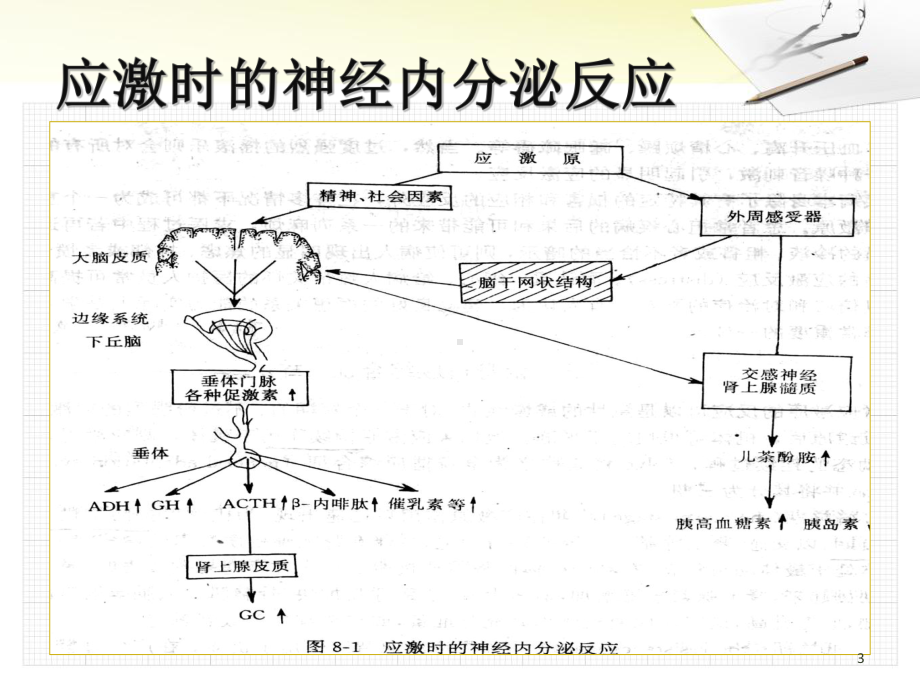 应激性高血糖与转化糖应用课件讲义.pptx_第3页