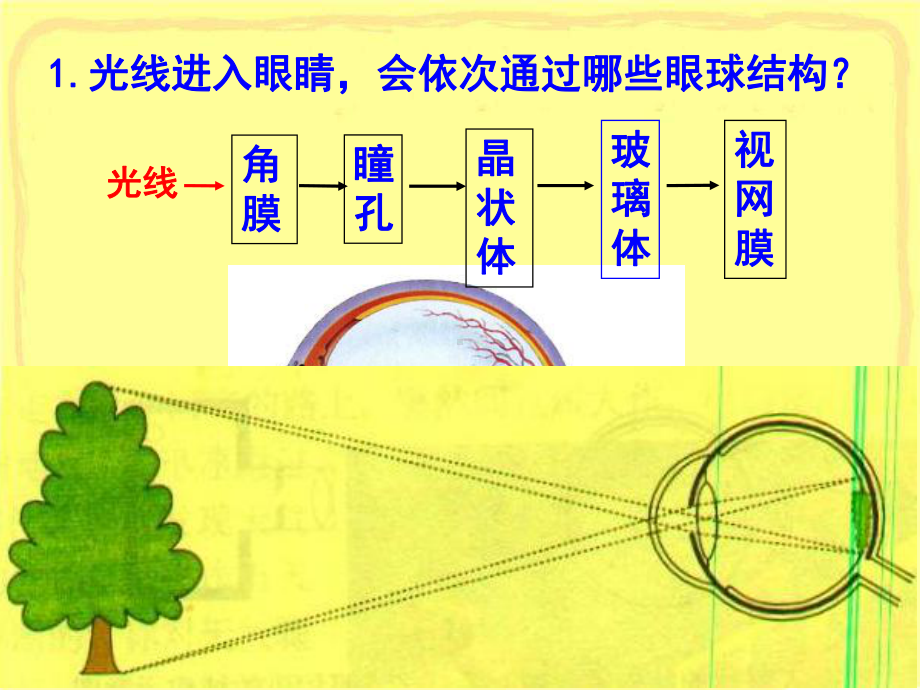 人体生命活动的调节课件教学最新.pptx_第3页