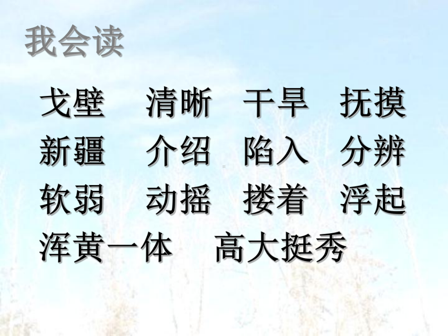 五年级下册白杨完美版课件.ppt_第3页