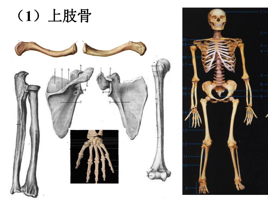 体育保健学 各系统结构与功能2课件.ppt_第2页