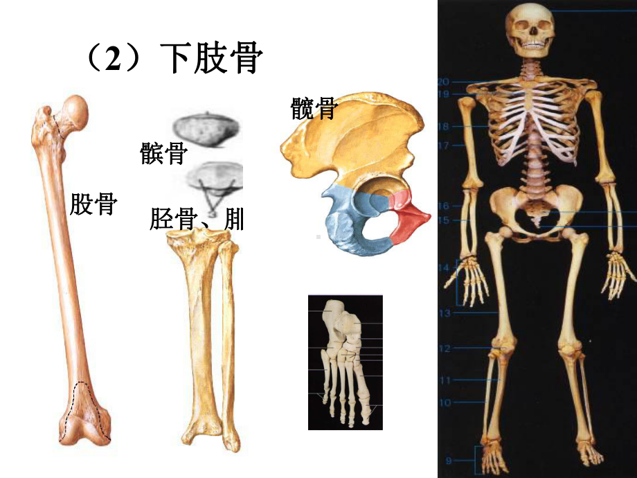 体育保健学 各系统结构与功能2课件.ppt_第3页