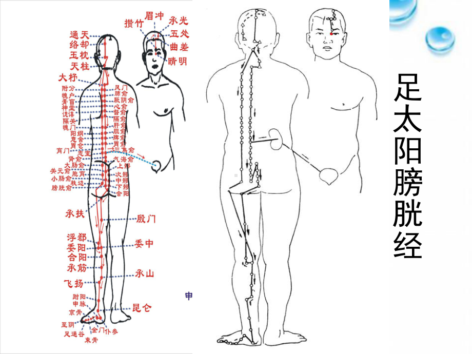 第17讲 足太阳膀胱经课件.ppt_第3页
