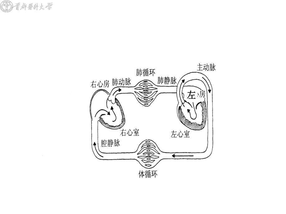 生理学-血管生理课件.ppt_第2页