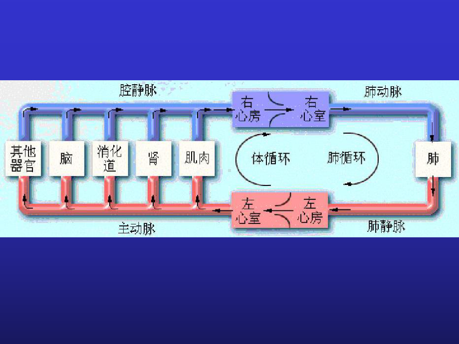 生理学-血管生理课件.ppt_第3页