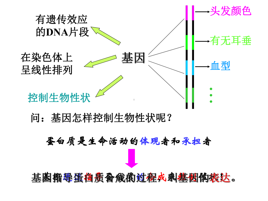 基因指导蛋白质合成 高二生物课件教案 人教版.ppt_第1页